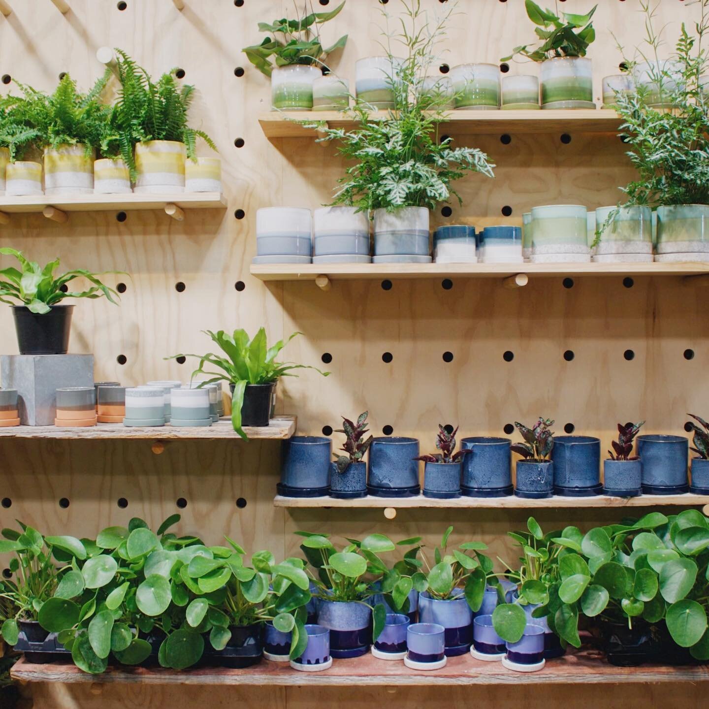 Did someone say restock? 👀🪴✨ 

Swipe for a peek into the fully stocked jungle, and let us know in the comments what you&rsquo;re the most excited to see! 

We&rsquo;re stocked with indoor and outdoor plants, cacti and succulents (hanging baskets to