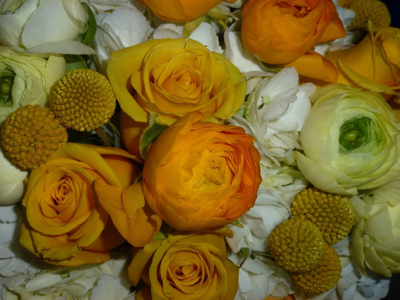 roses4.jpeg