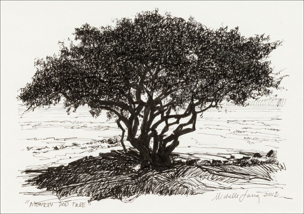Monkey Pod Tree Study ~ Kihei, HI