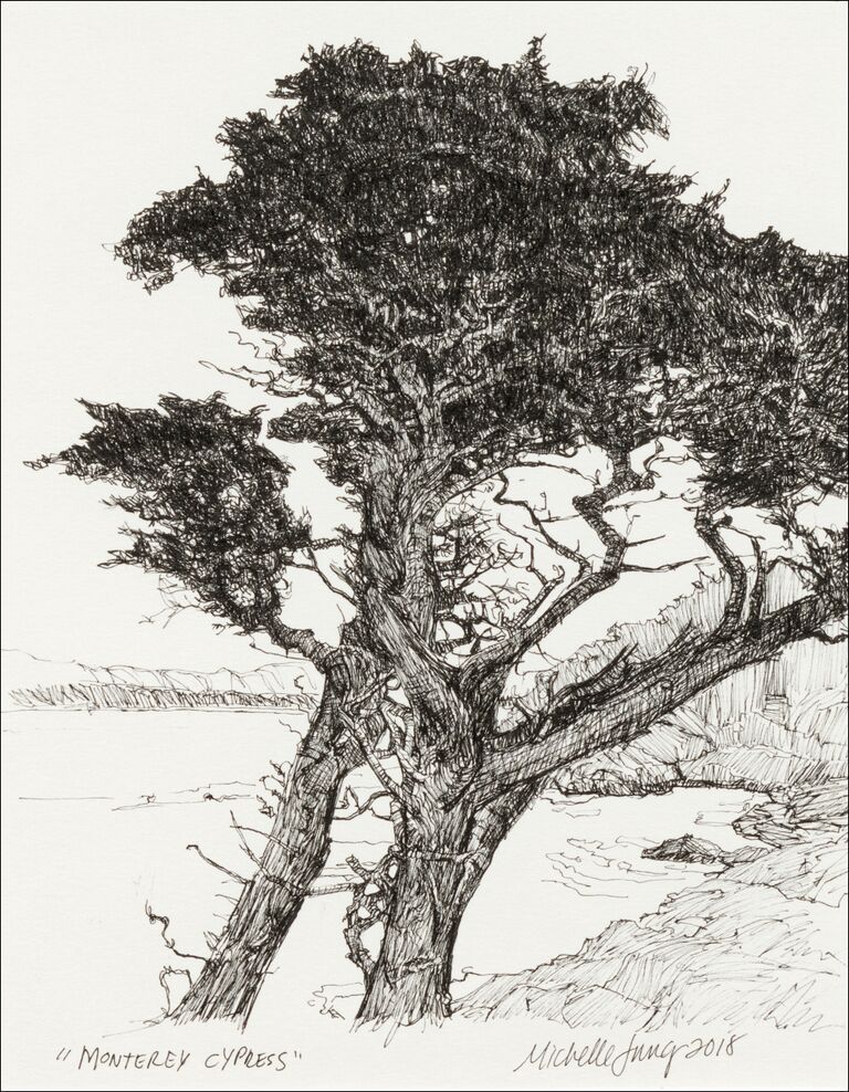 Monterey Cypress ~ Monterey, CA