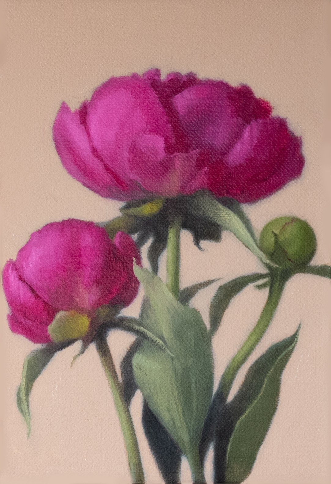 Three Pink Peonies
