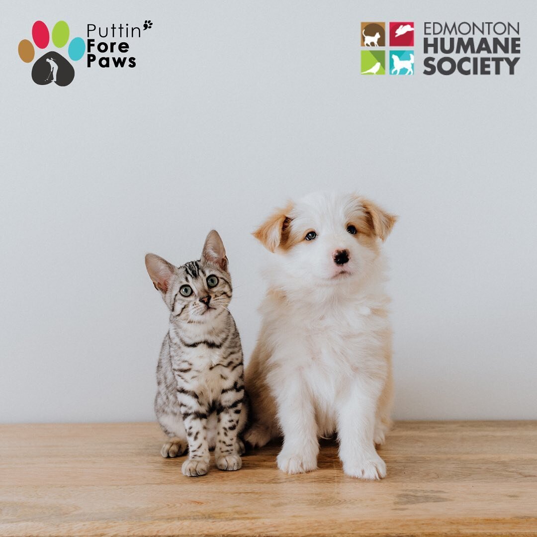 #DYK that every dollar of profit from Drive, Dine, &amp; Dogs will go directly to @edmontonhumane? Your support will give animals the chance to heal and find a family 💚