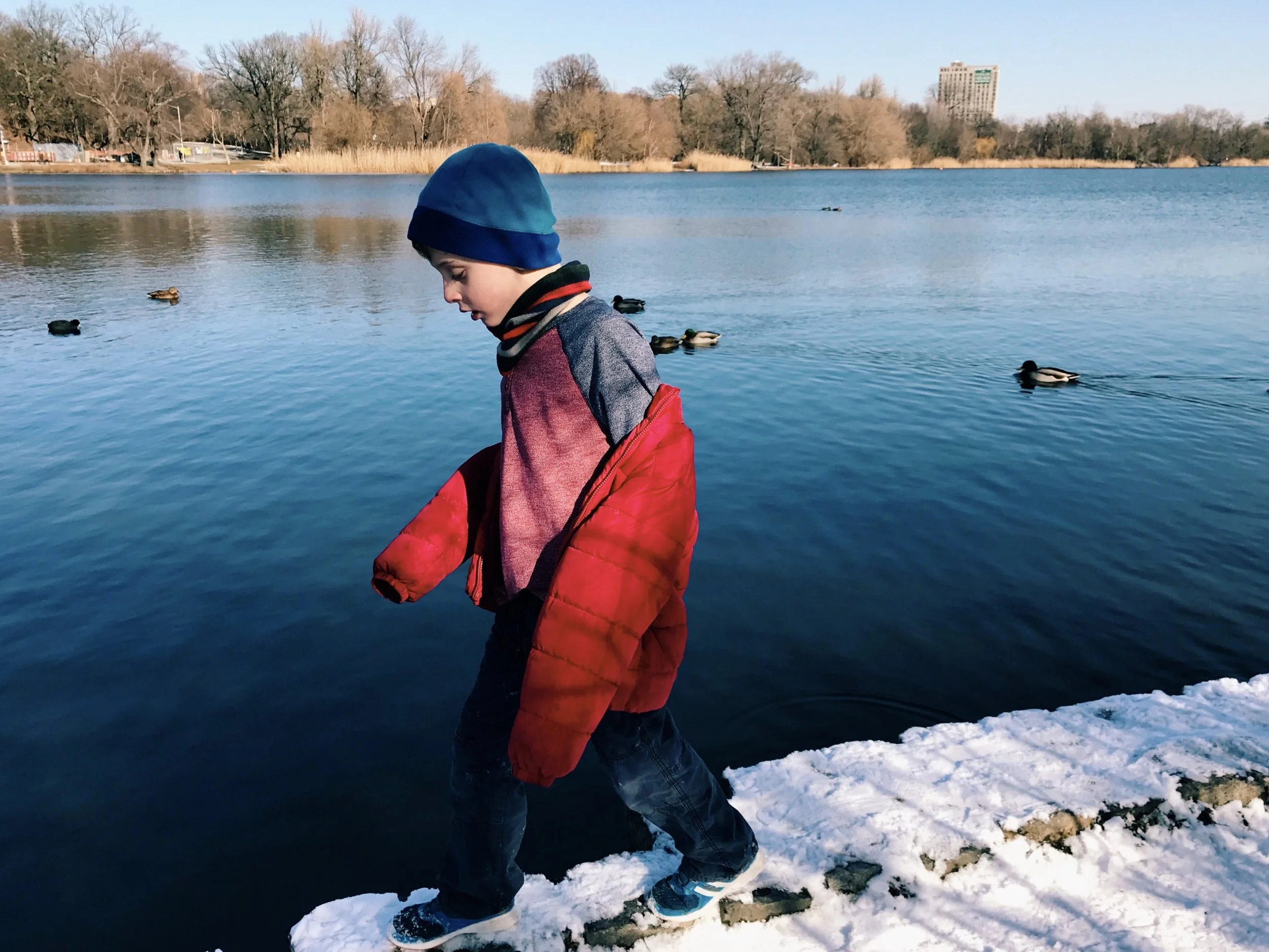 Colin walking with geese