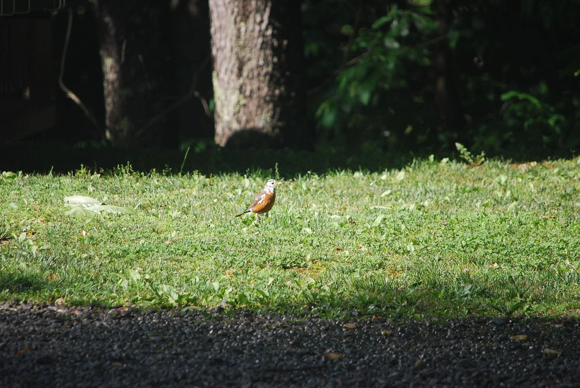 Creatures you may see in the campground or surrounding area