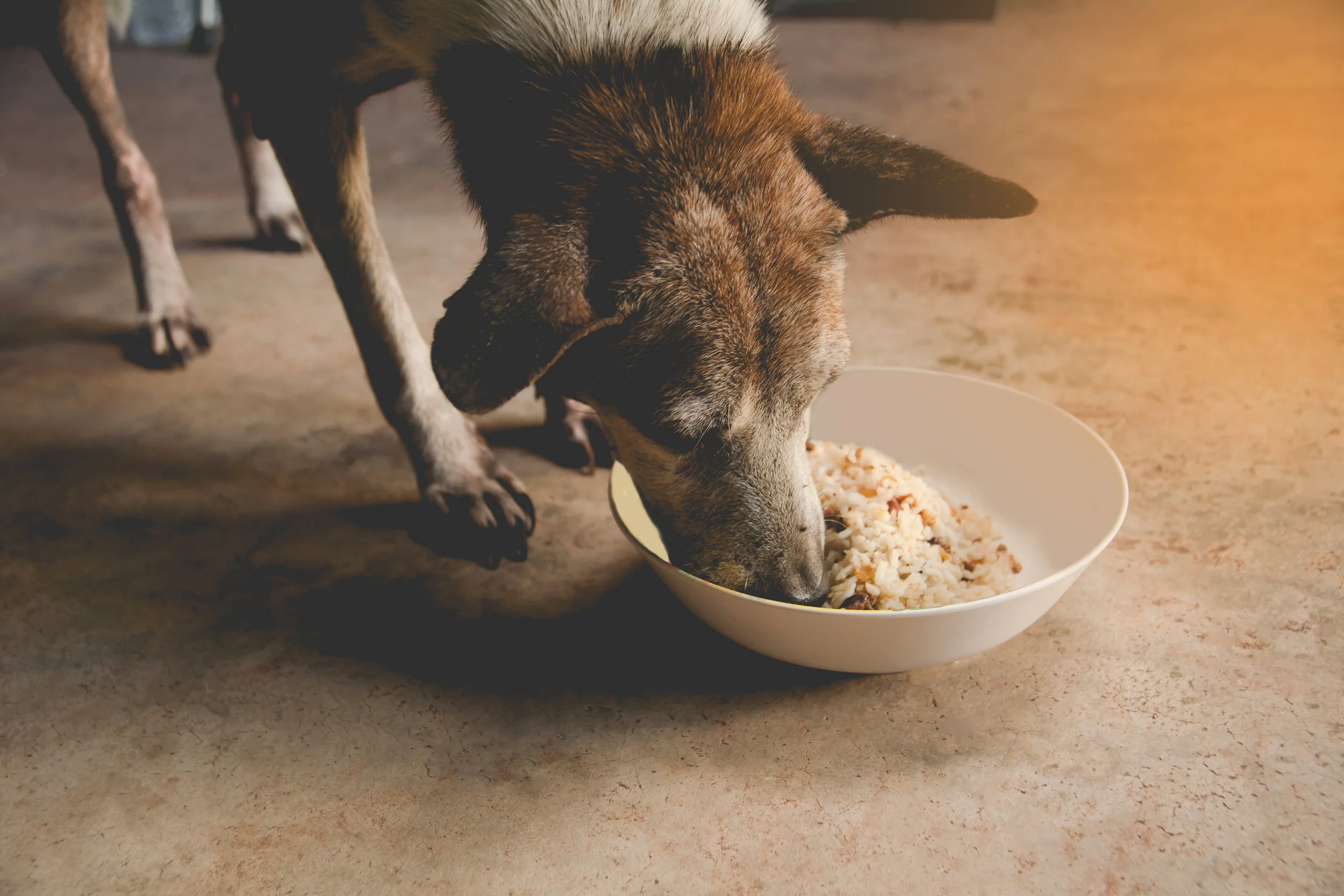 cost of taurine test for dogs