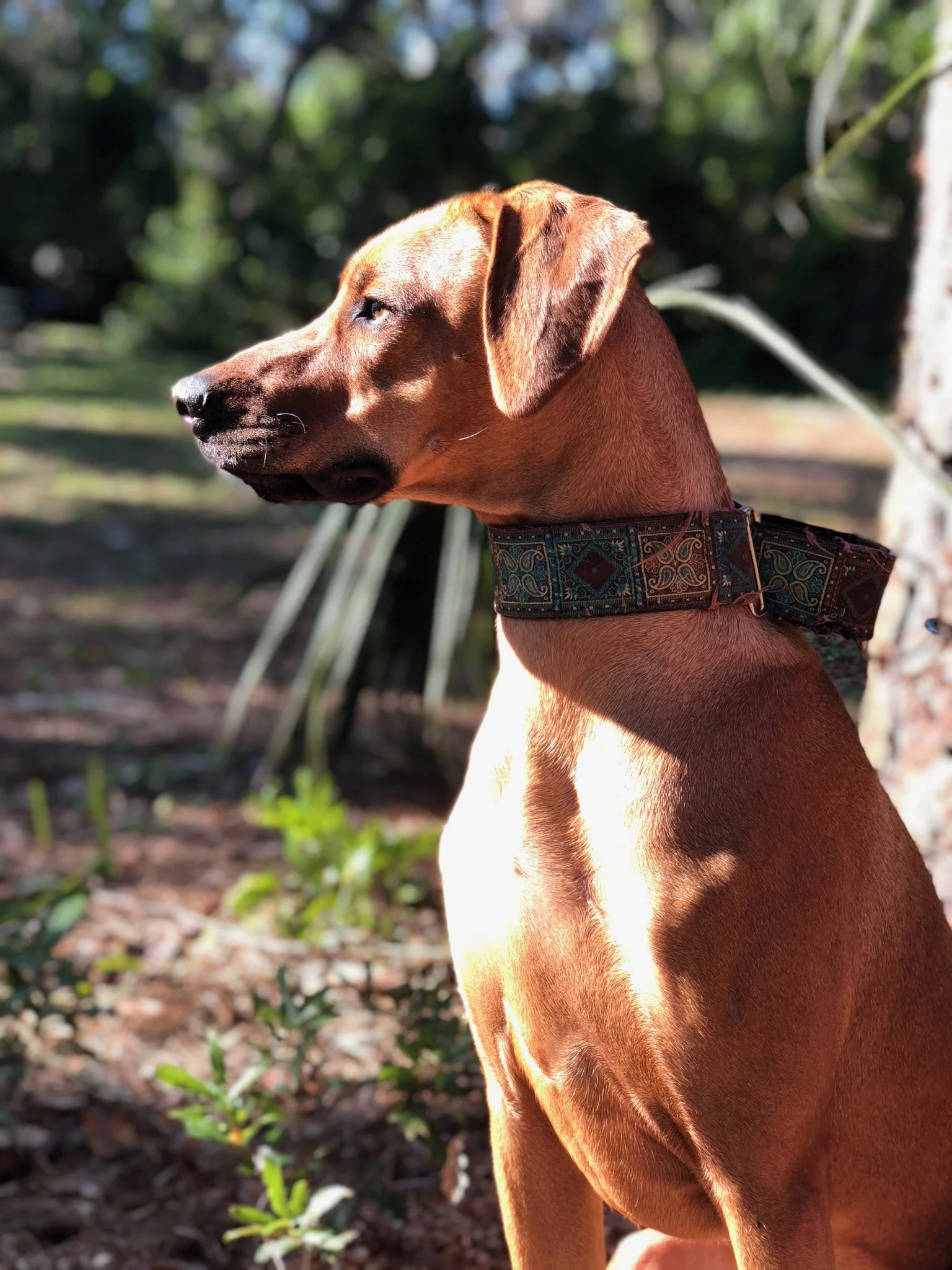 Matatu, Justin's Rhodesian Ridgeback