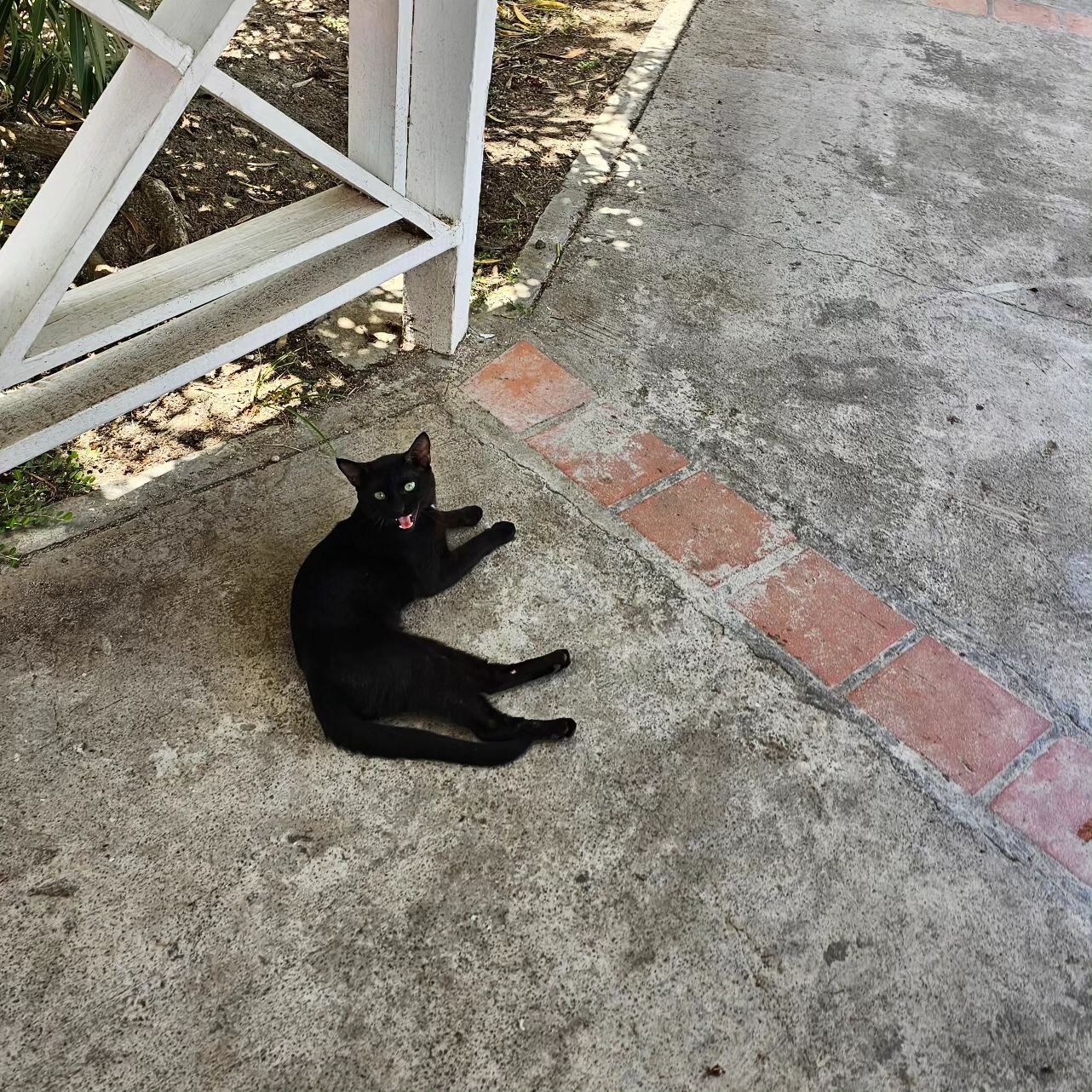 Beach cat, Sandwich!