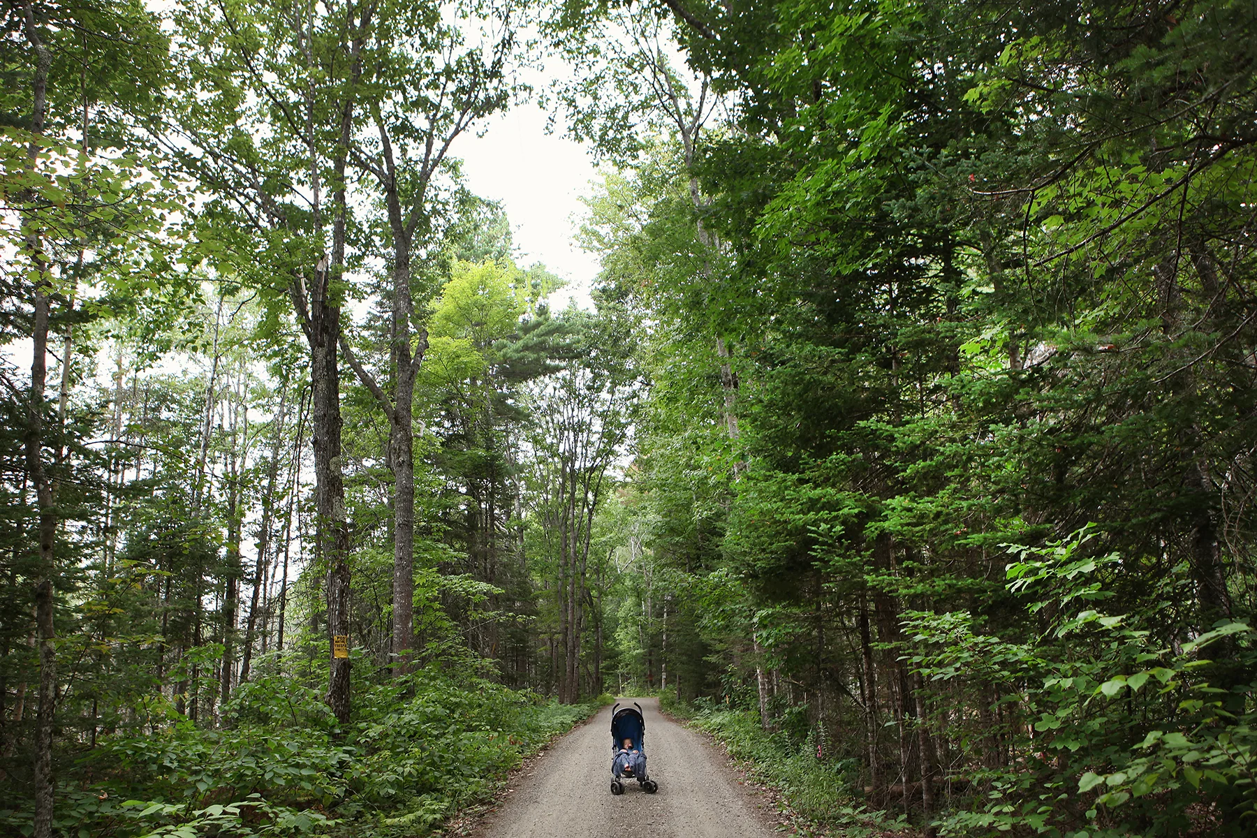 Babe in the woods for Taos.jpg
