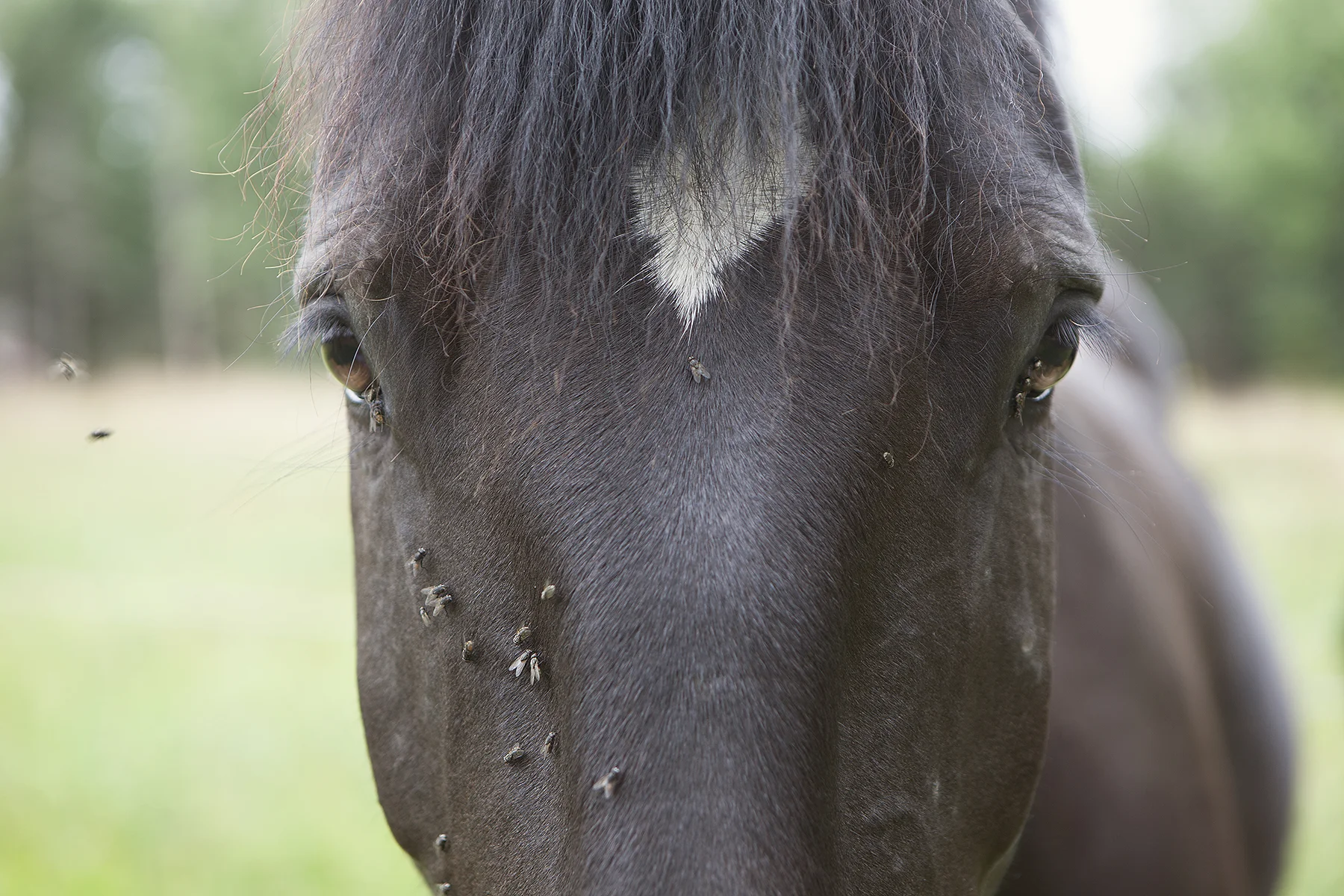 Yeni and the flies.jpg