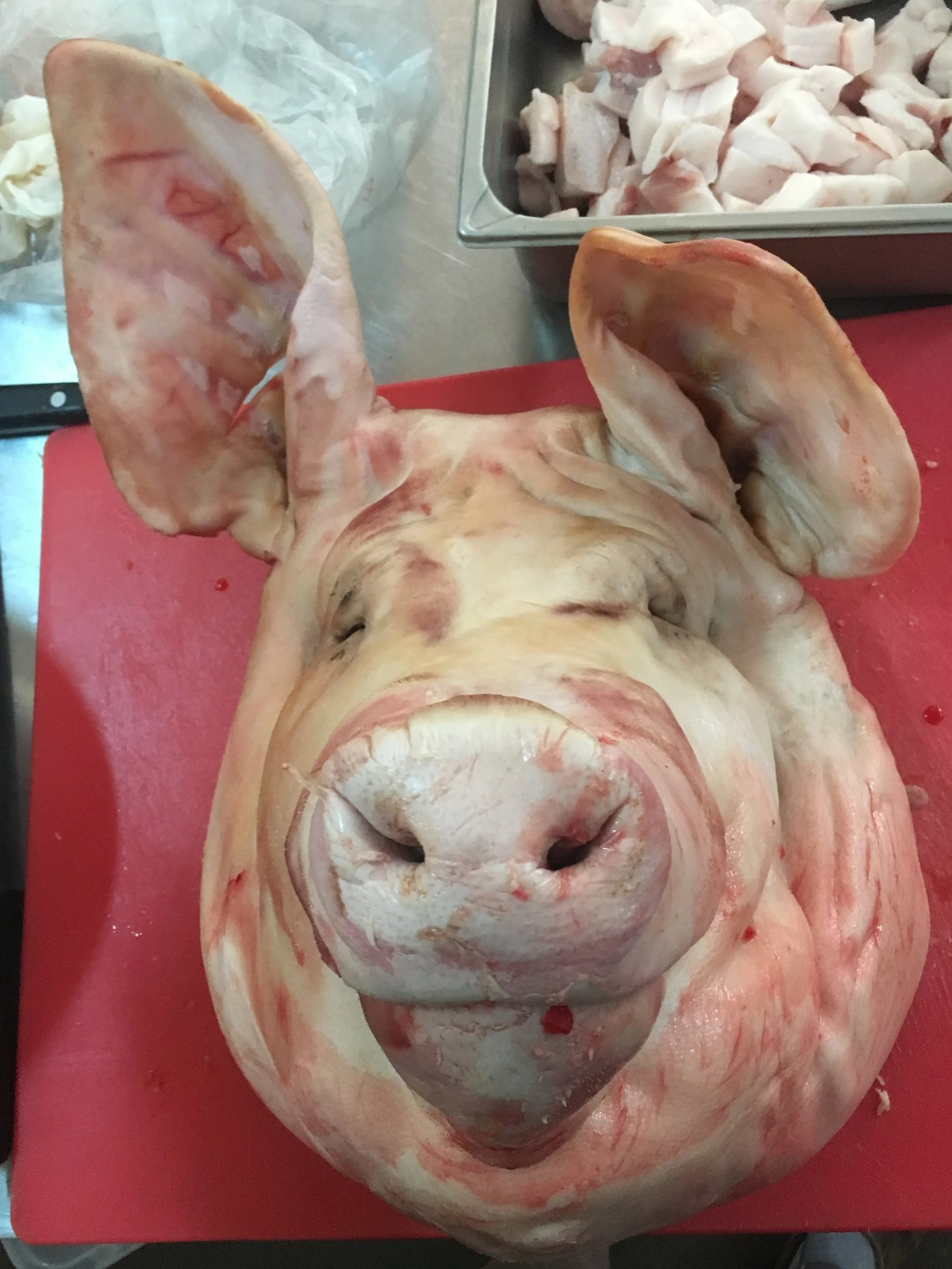 Farm Raised Pig; Rancho Santana, Nicaragua