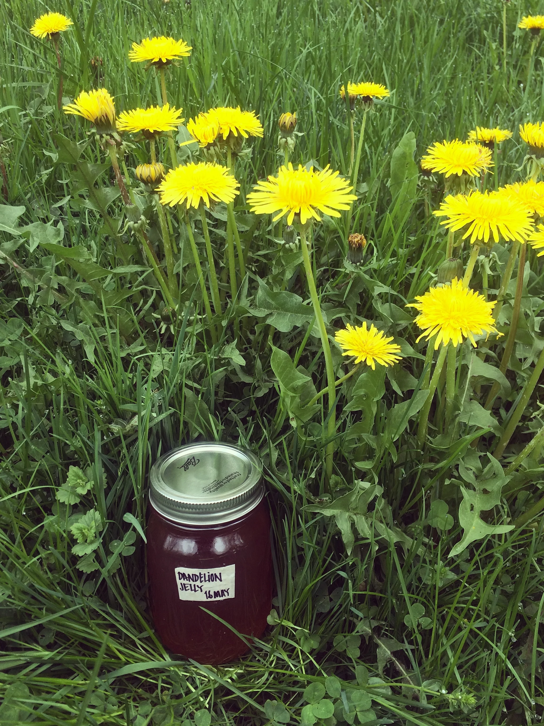 Dandelion Jelly; Bovina, NY