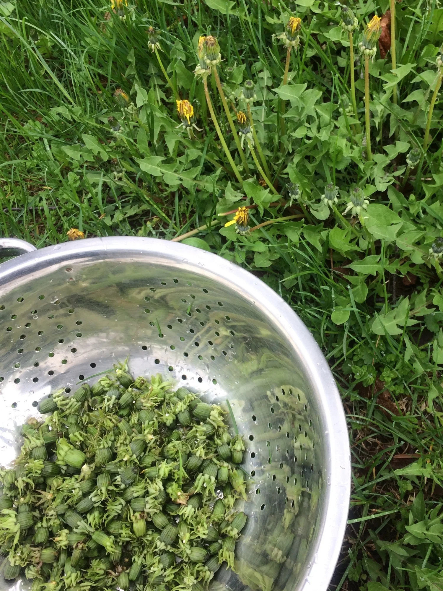 Dandelion buds to pickle for a Gibson cocktail; Bovina, NY