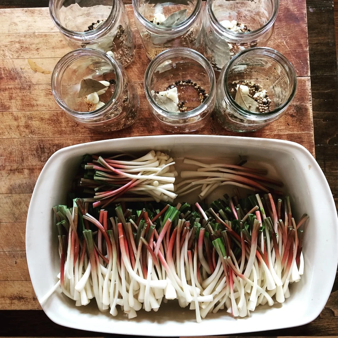 Vinegar pickled wild leeks in progress; Bovina, NY