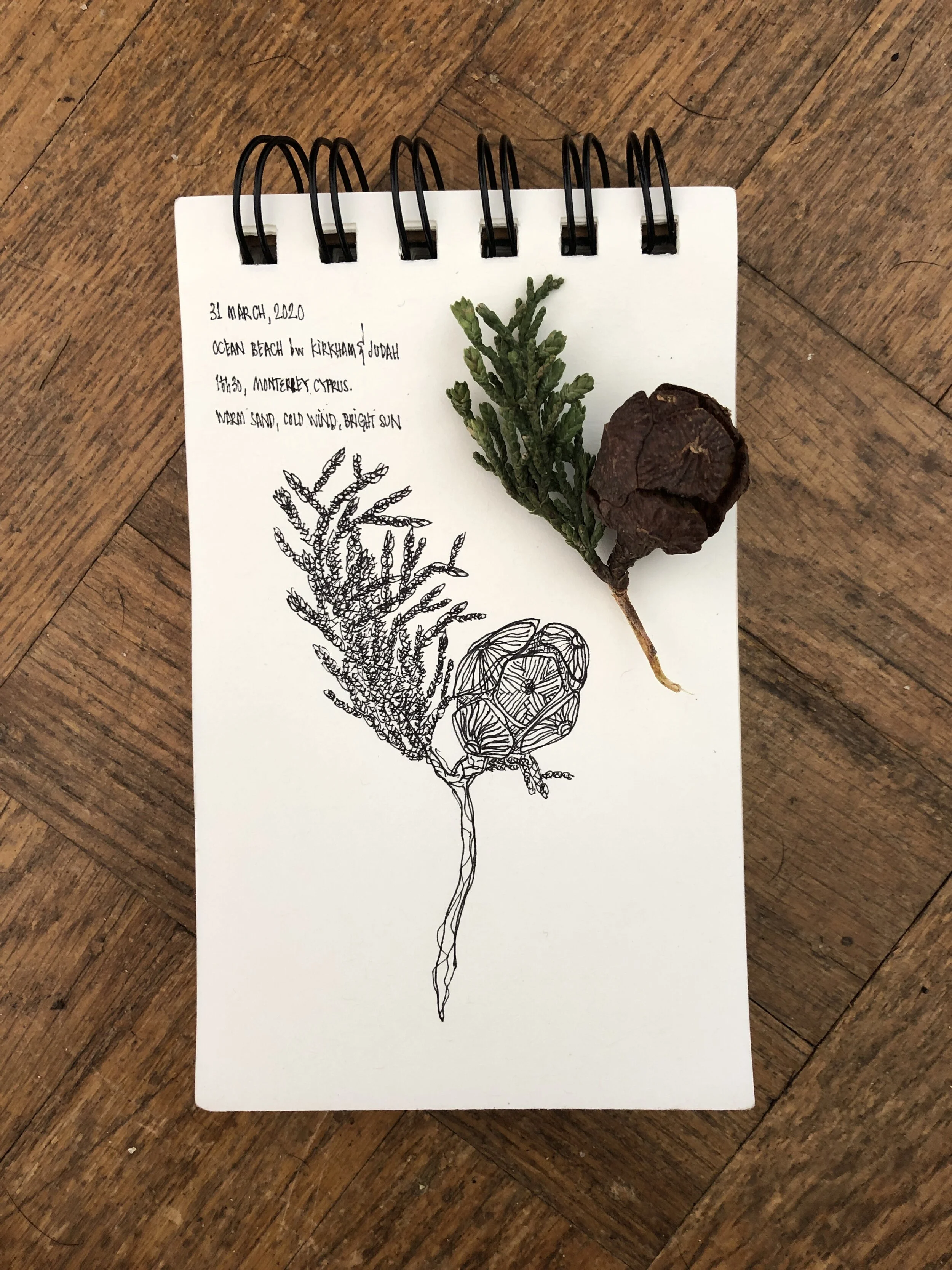 Monterrey Cypress.JPG