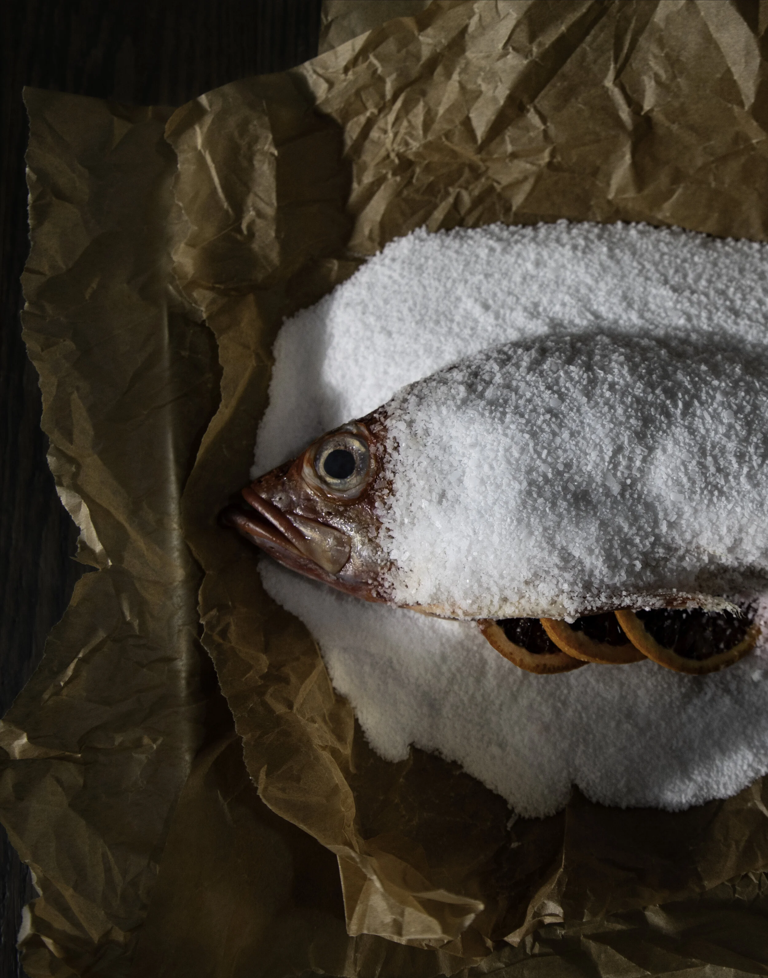 snapper_Q8A1790.jpg