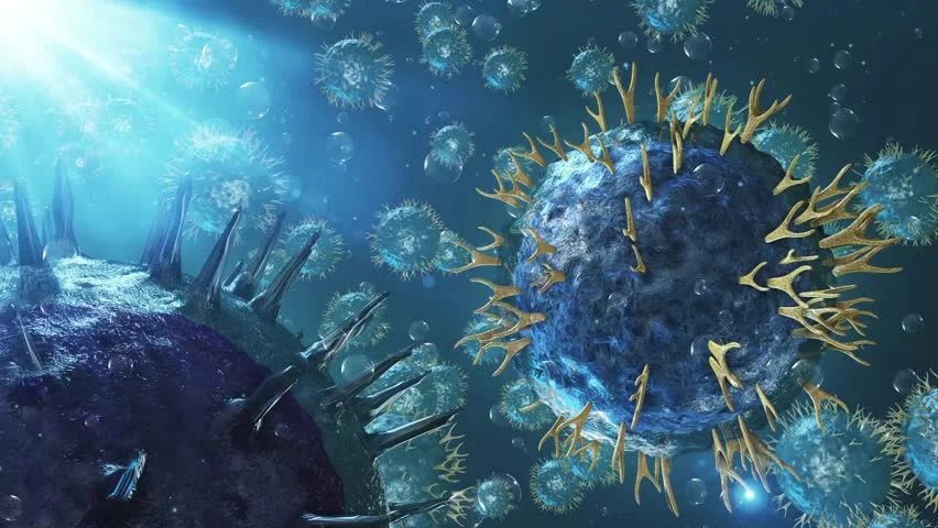 T&B cells.jpg