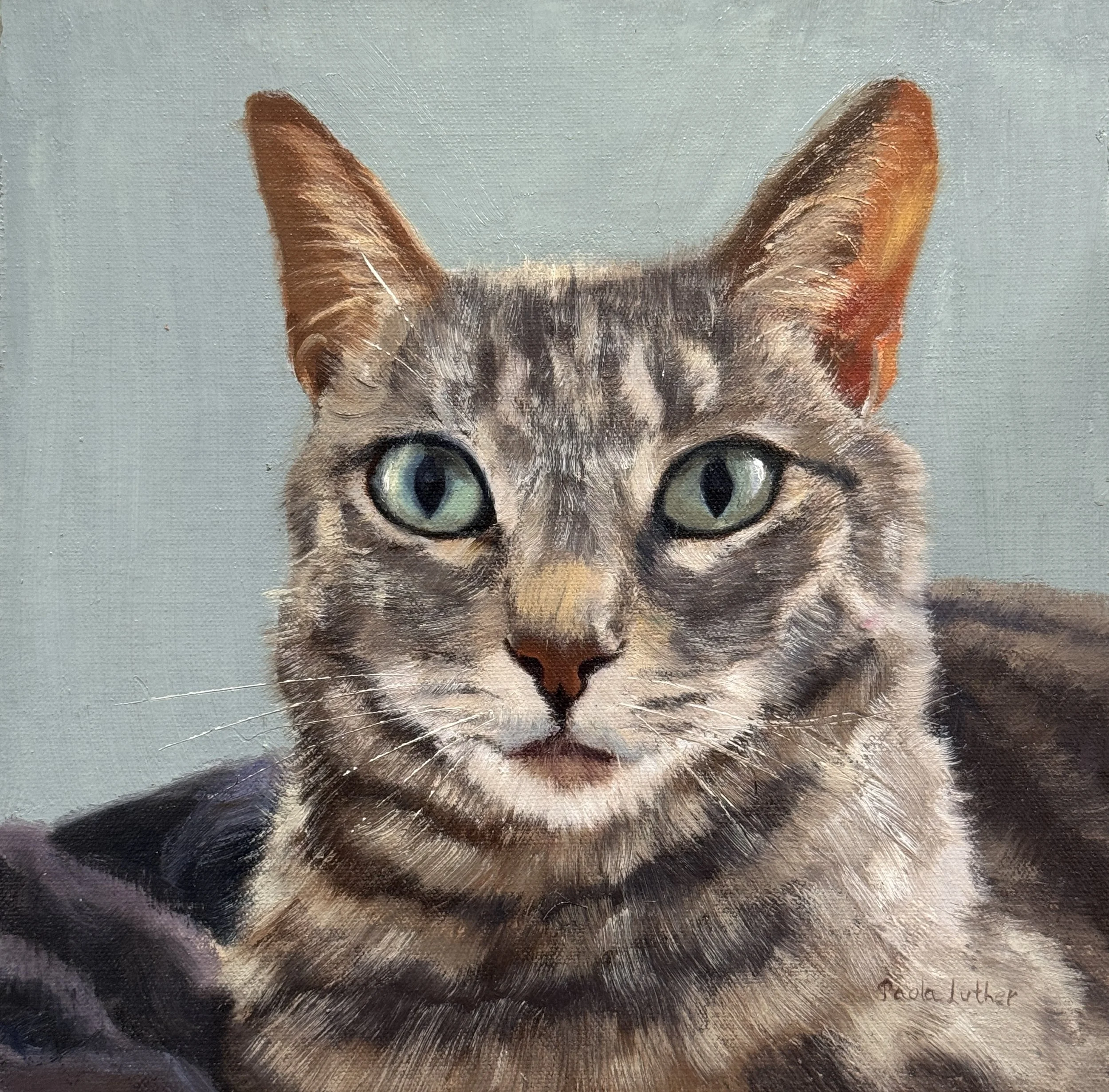 American short hair cat