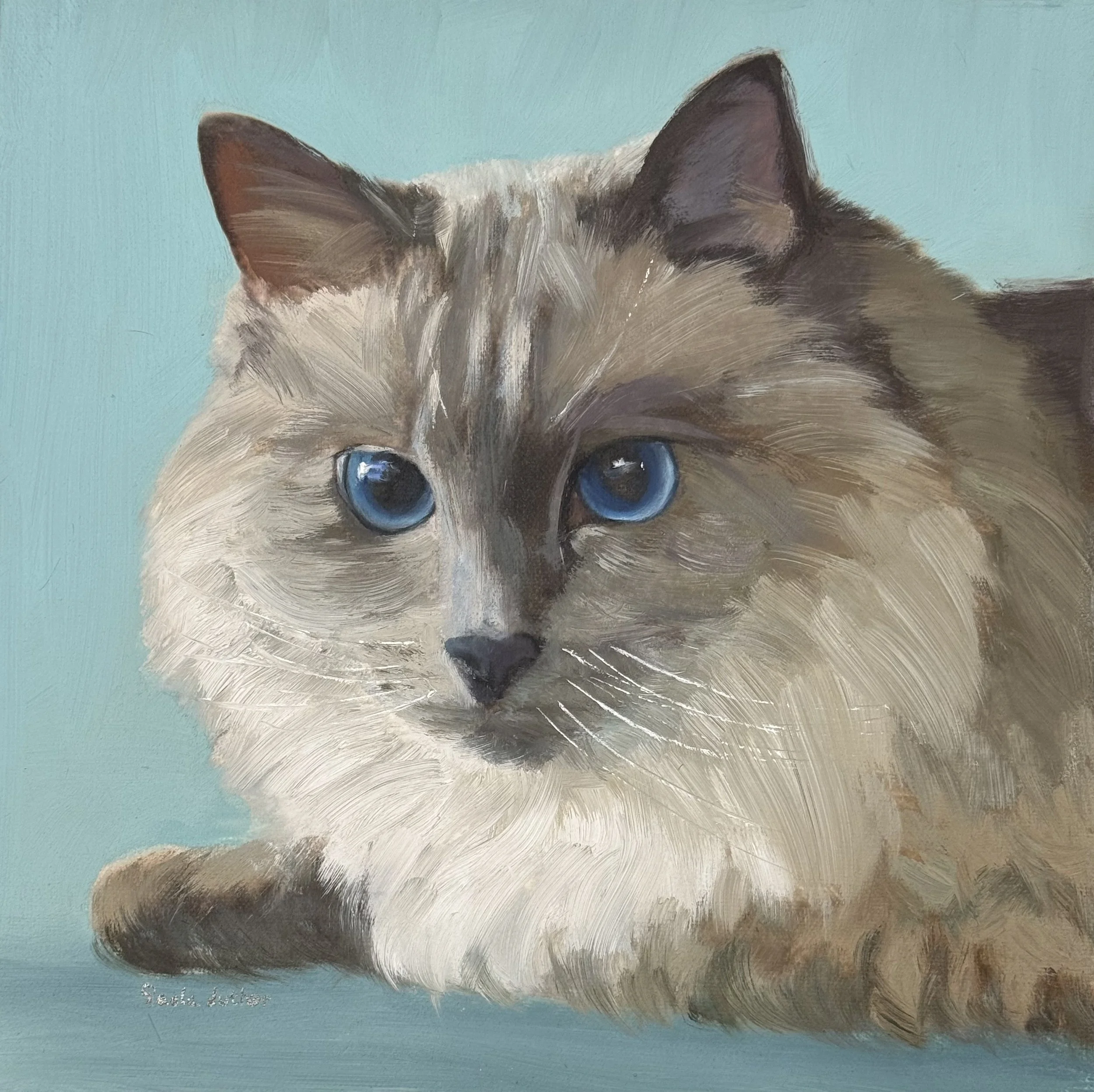 Ragdoll cat Madison 10x10.jpg