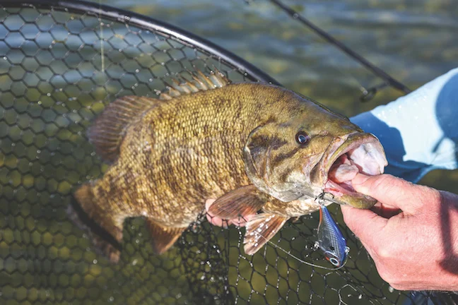 smallmouth-bass-june-tactics-by-ron-sinfelt (1).jpeg