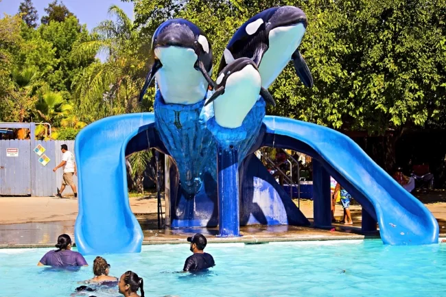orcas-sm.jpg