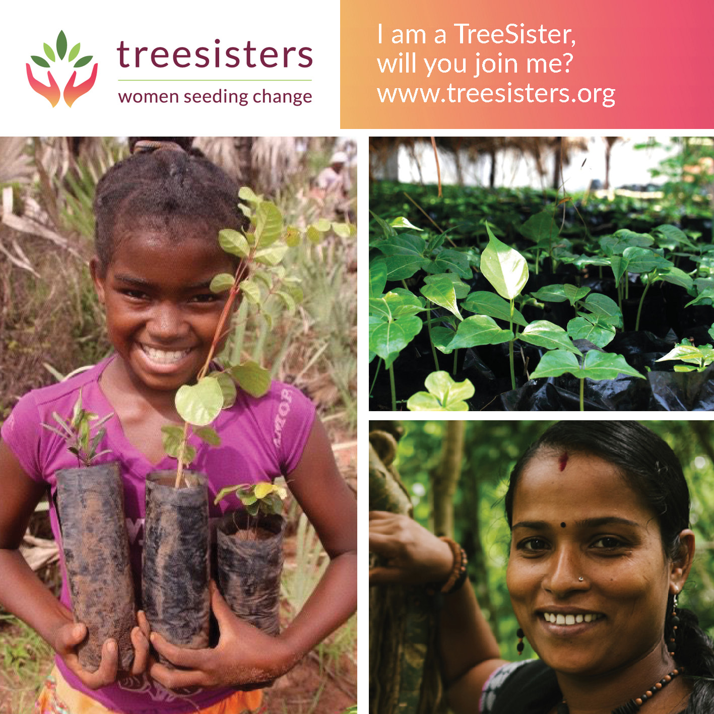 TreeSisters Square Graphic.jpg