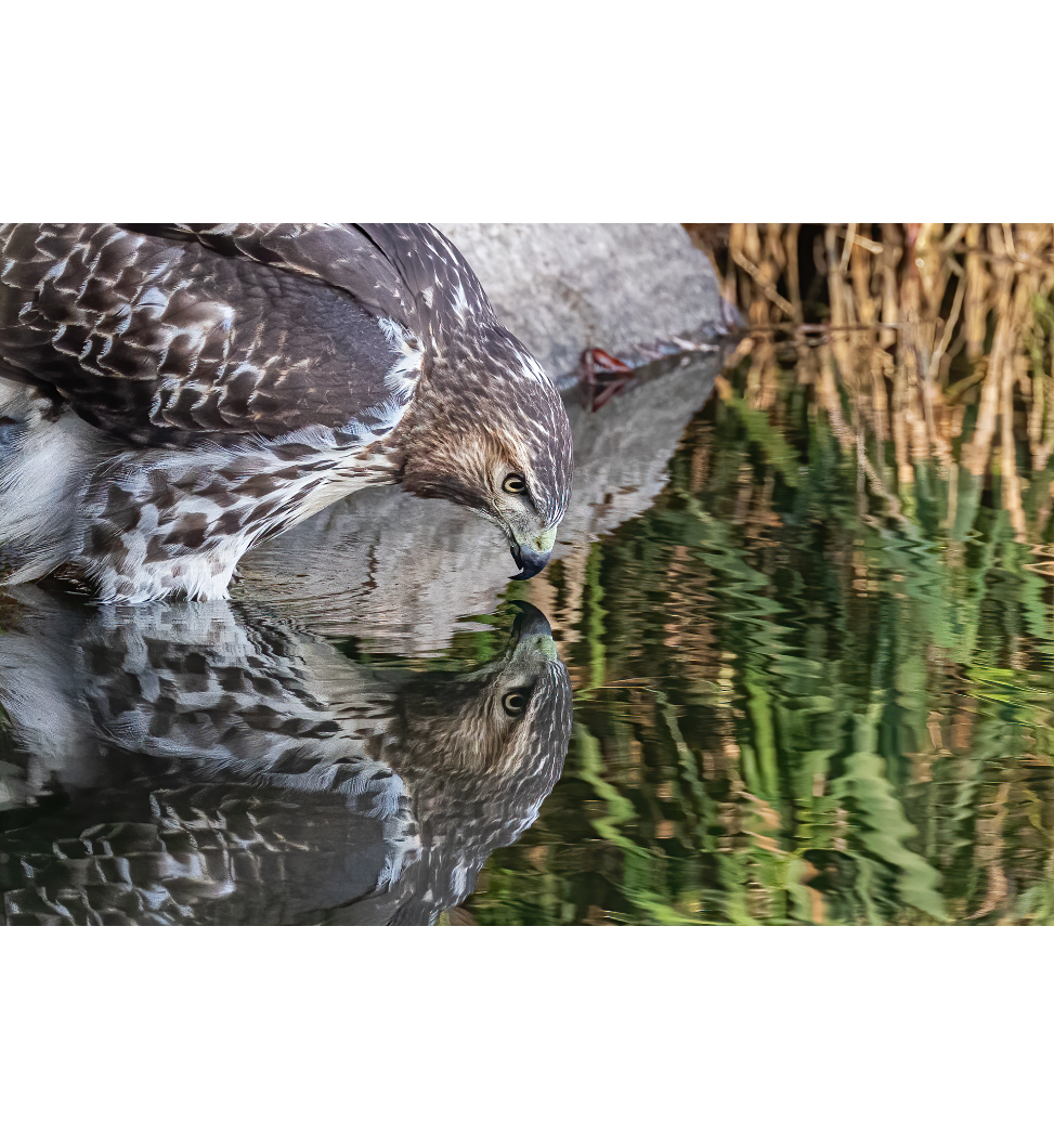 Photo Malinowski.png