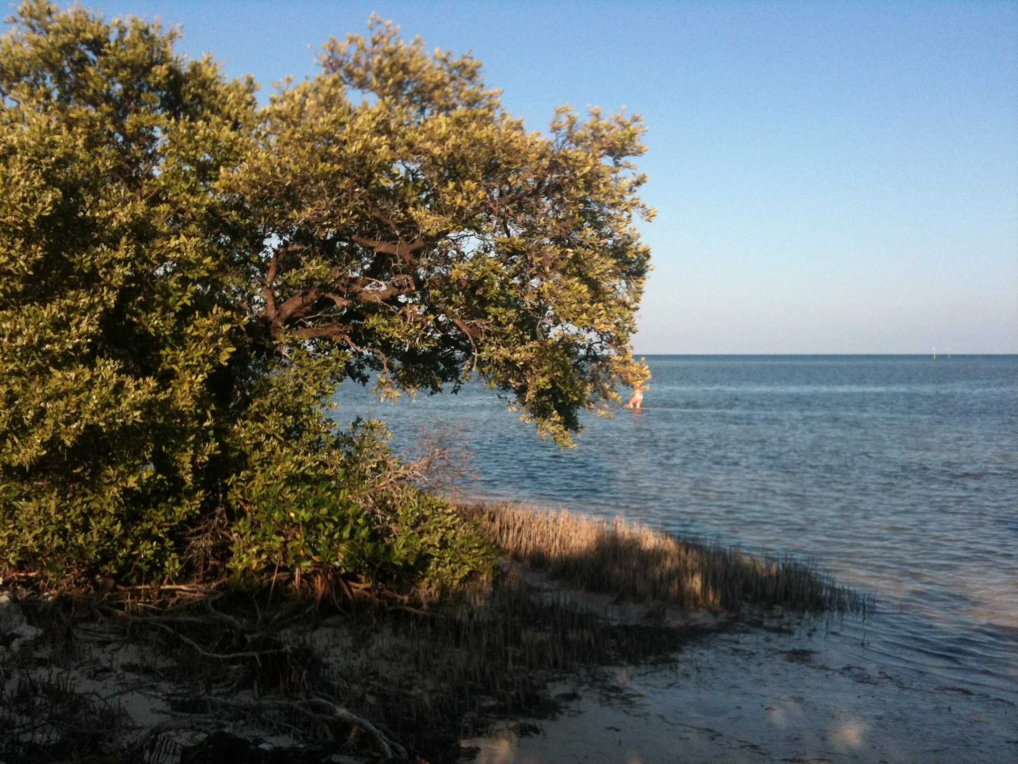 Black Mangrove (Avicennia germinans), Florida