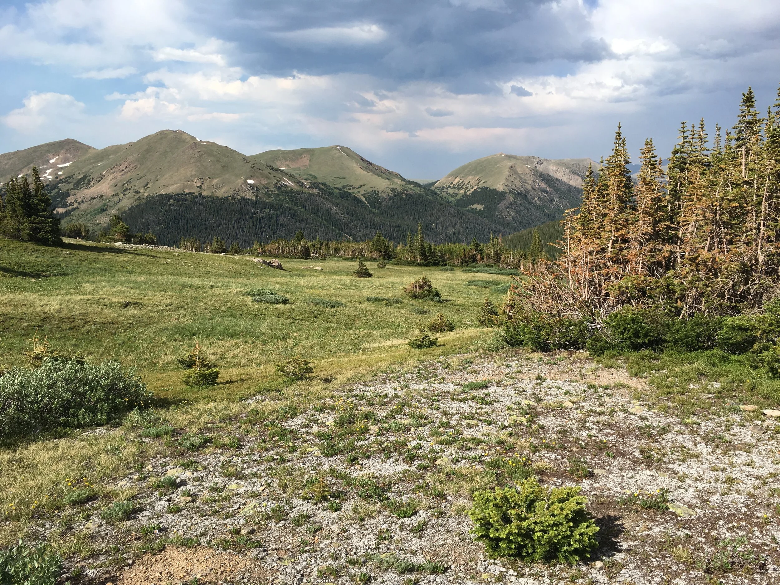 Montane sedge (genus Carex) habitat, Colorado