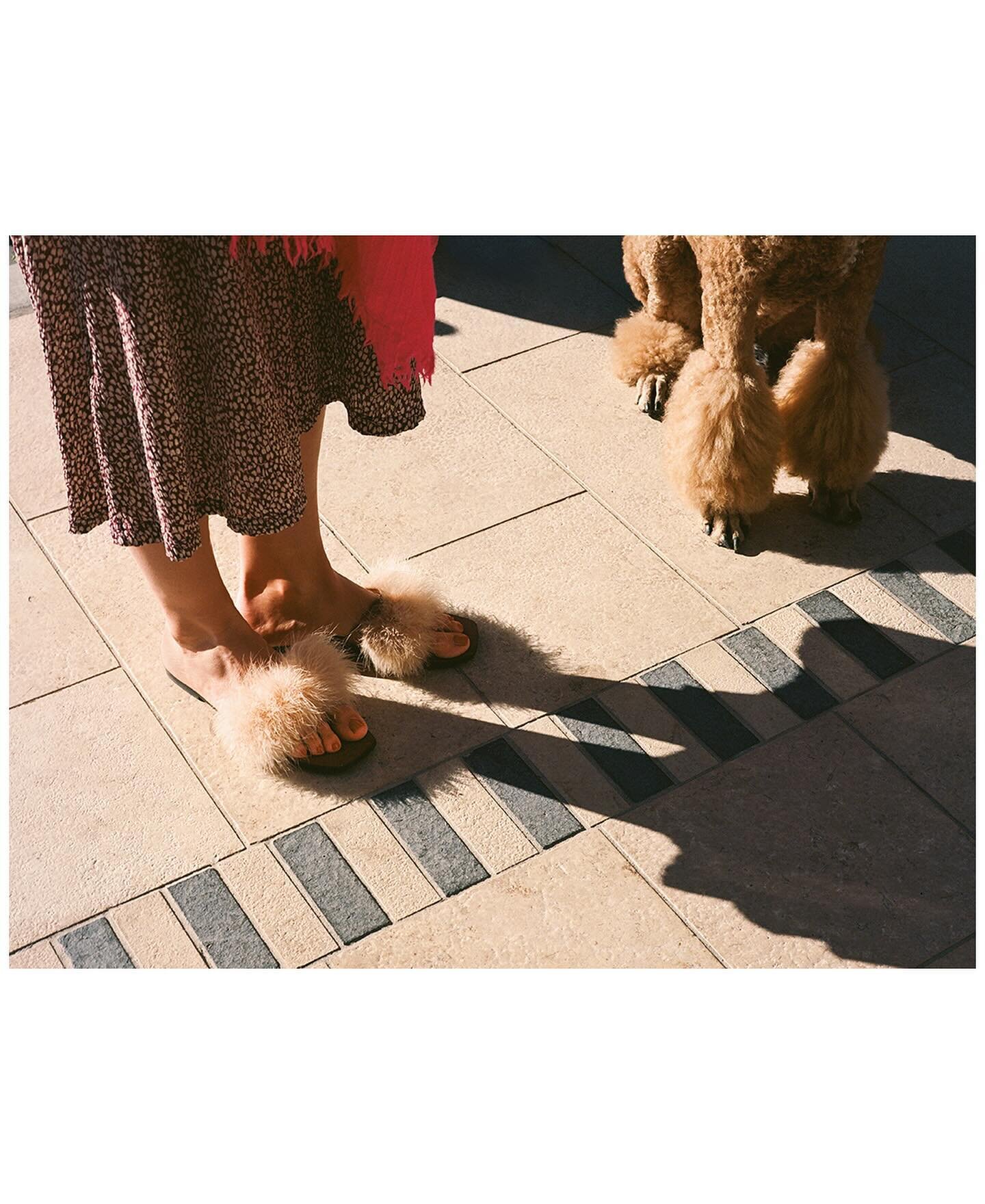The Palm Desert Standard Poodle Promenade 🐩🎀
January 13, 2024
.
.
#madewithkodak 
.
.
#mamiya645 #standardpoodle #standardpoodlesofinstagram #palmdesertpoodles #palmdesertpoodleparade #🐩
