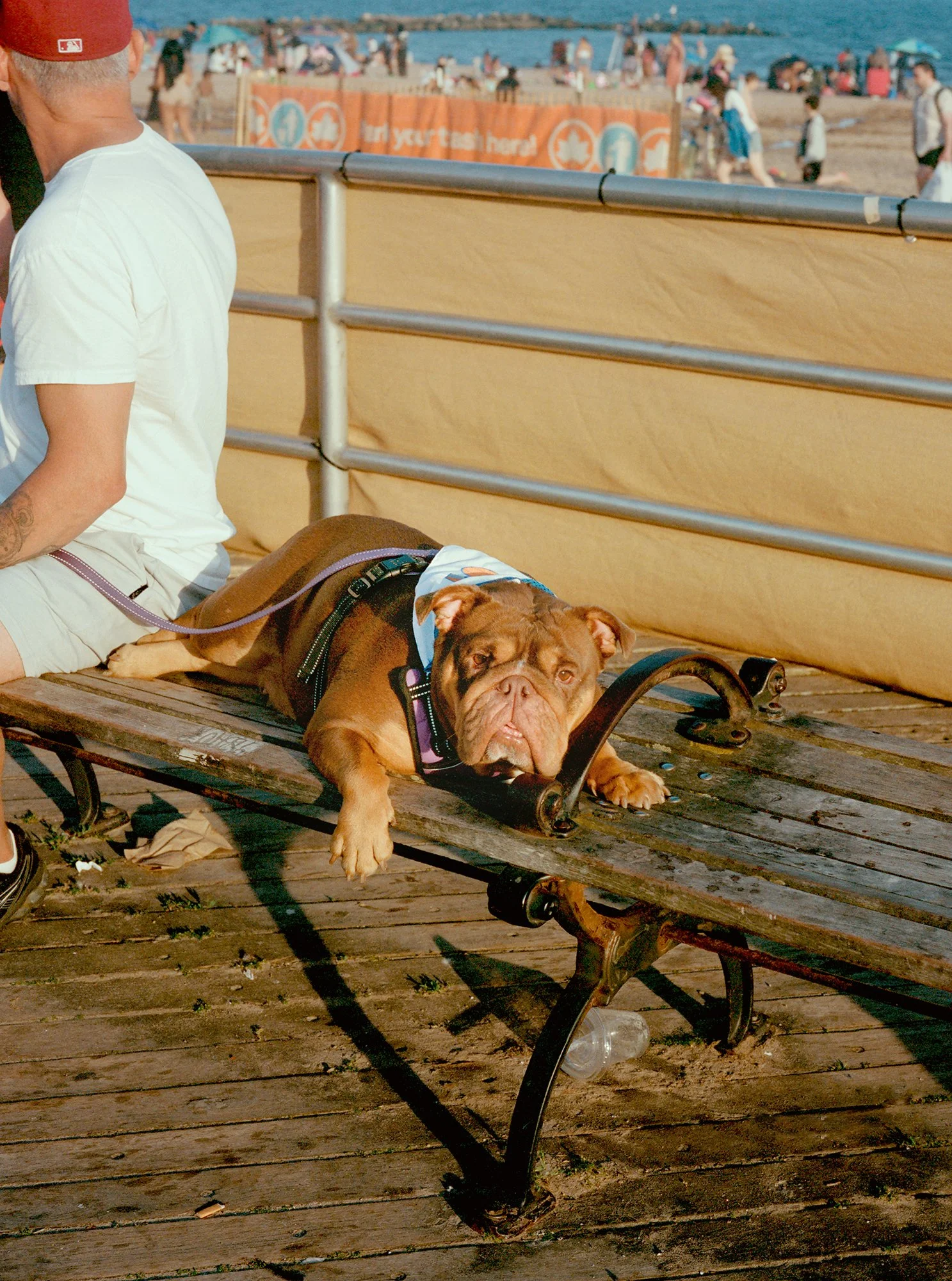 JoyceLee_ConeyIsland_Bella.jpg