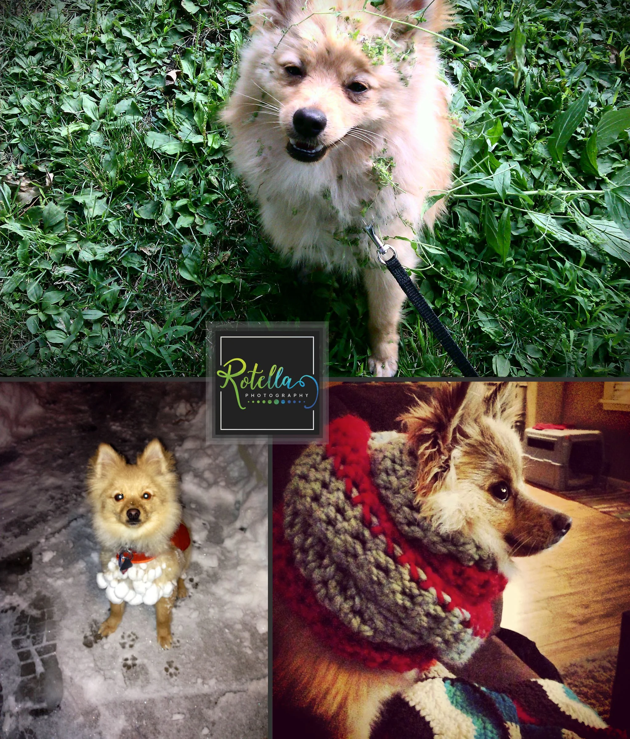 Our dog Grr - Rotella Photography