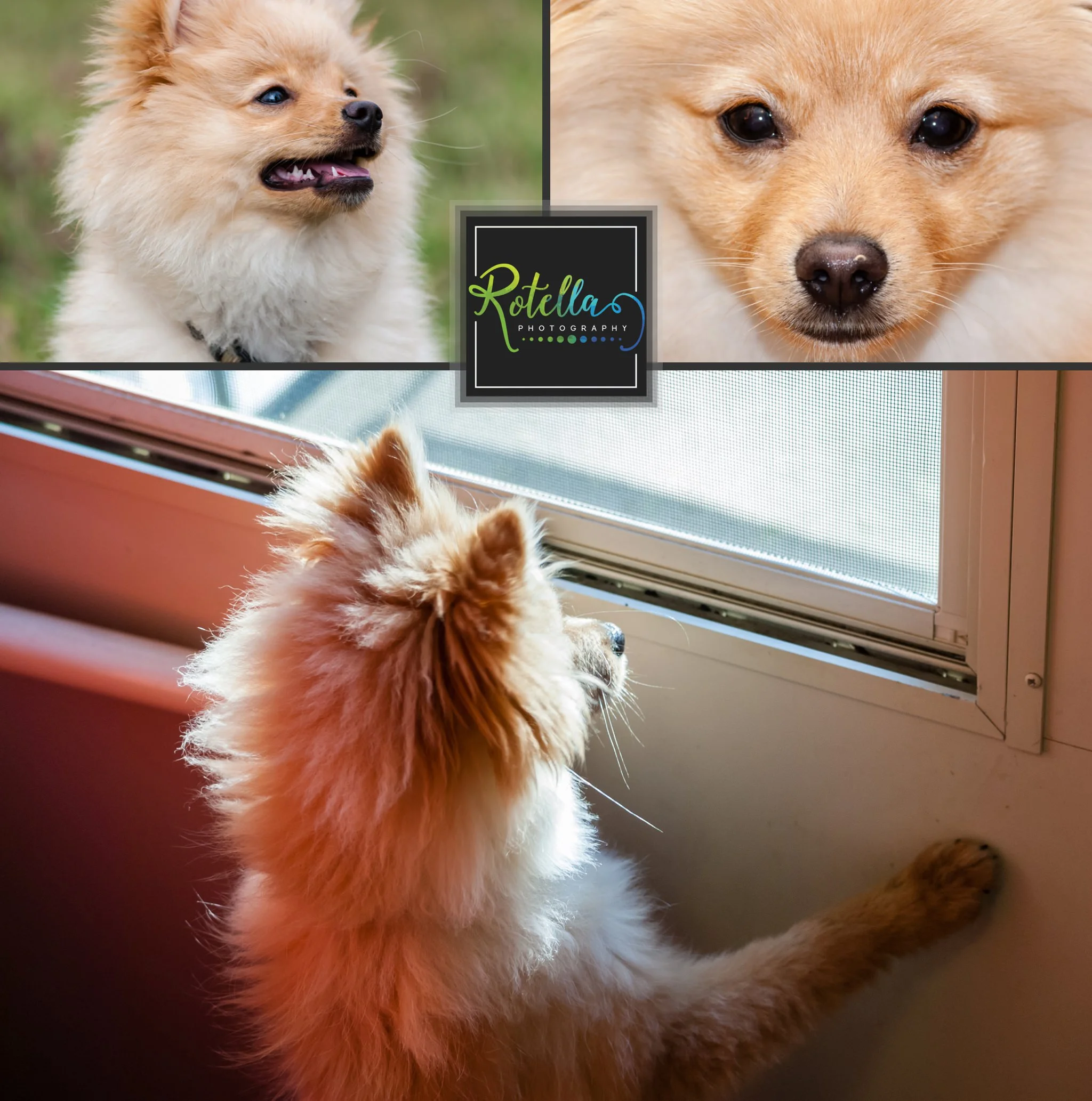 Our dog Grr - Rotella Photography