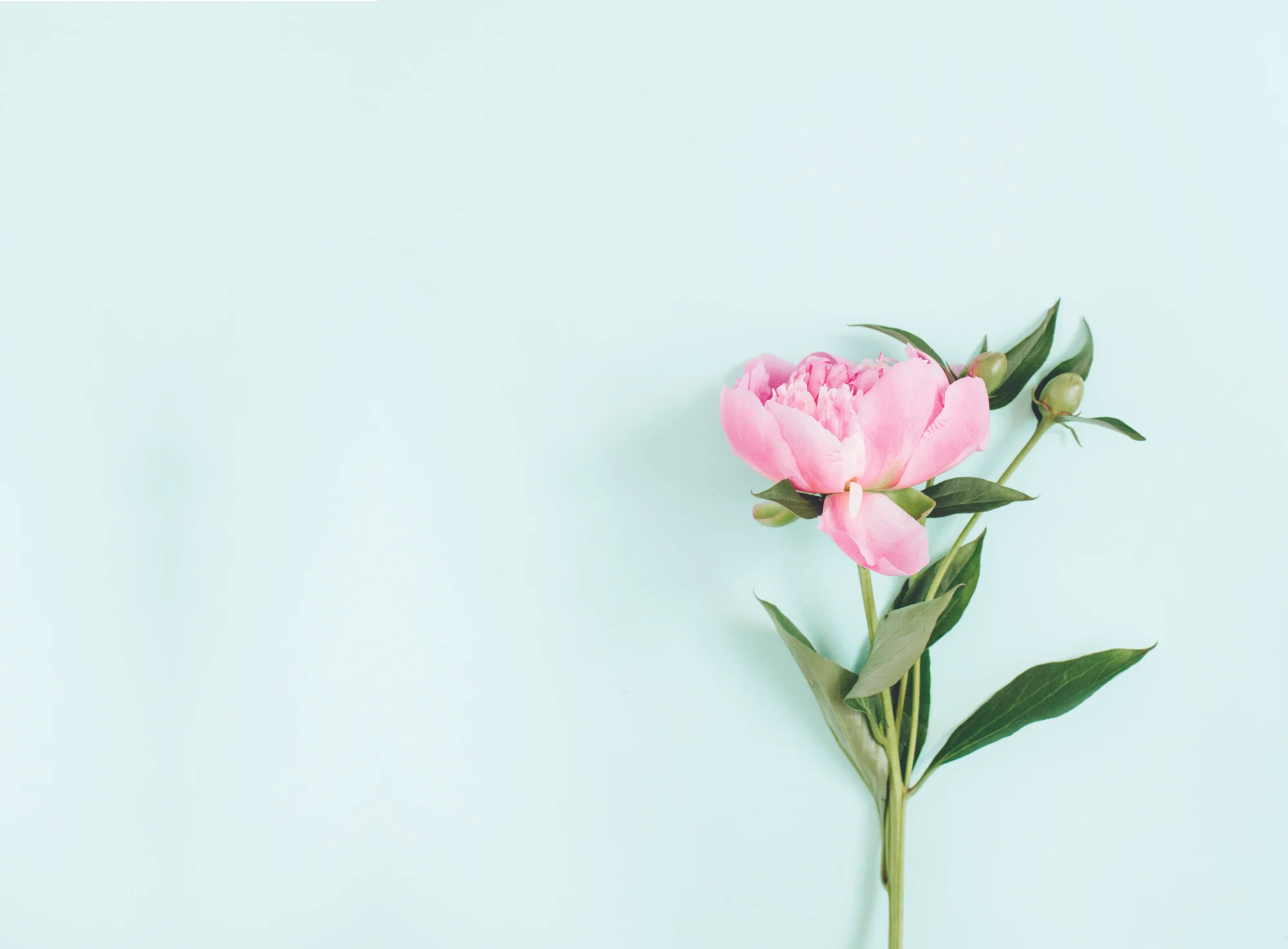 beauty-in-bloom-coverpage-background.jpg