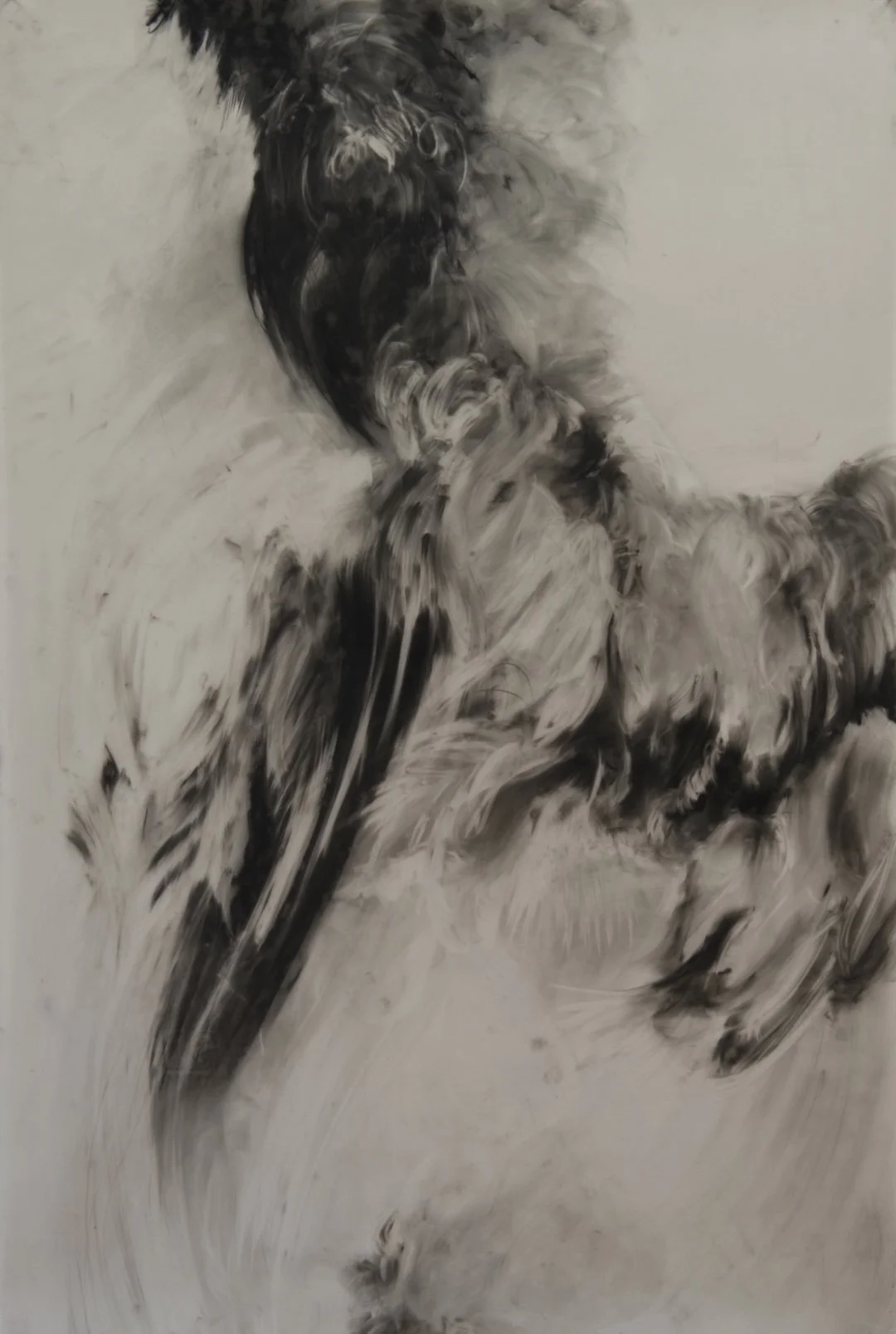 feather study, 2012