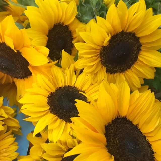 Sunflowers are always available individually, by the bucket or in sunflower focused bouquets