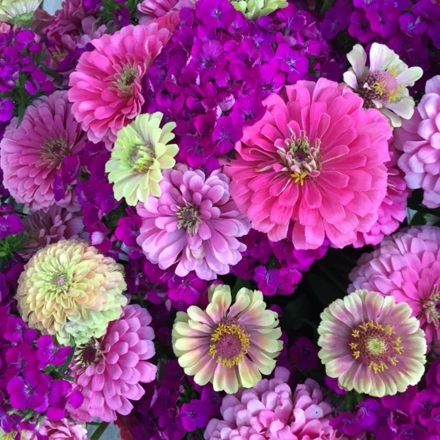 Pick up bouquets at the Farm every week