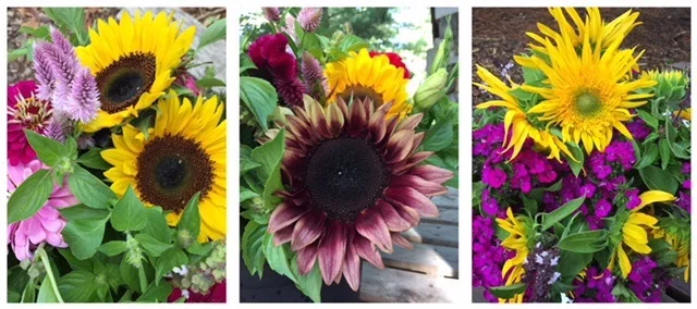 A wide assortment of sunflowers are grown here at Darnell School Farm