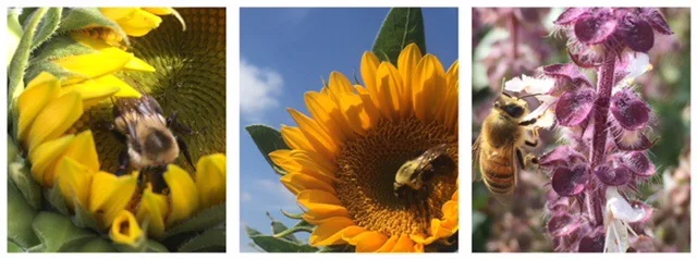 Honey bees, a favorite pollinator are always here on the Farm busy working for me