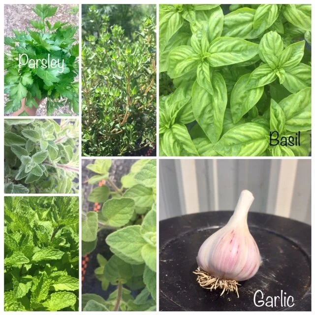 Pesto is truly delightful with a mix of herbs from your garden (or my Farm)