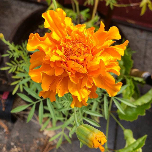 Autumnal Marigolds