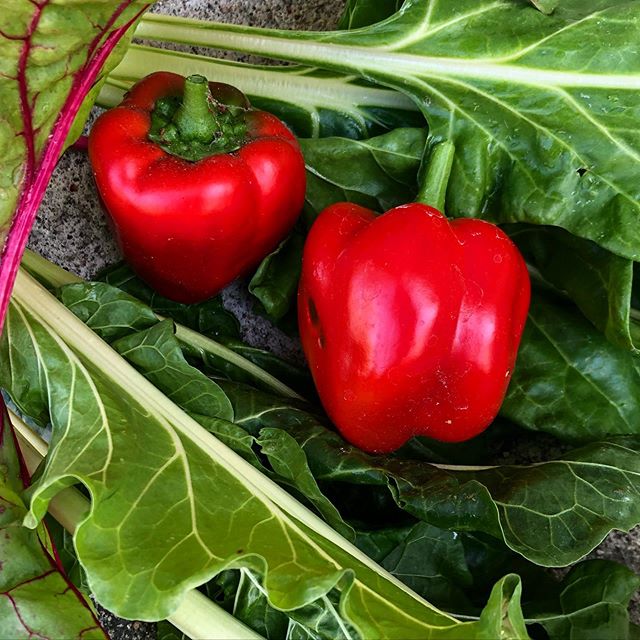 A few bell peppers were ready today and the never-ending supply of rainbow chard.