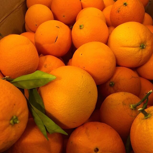 Navel Oranges from our tree. Large and juicy yield from all the spring rains. I was terrified when spring winds swept away thousands of our blossoms and when some of our yield started splitting from the sudden fall storms. Last year, the few we had w