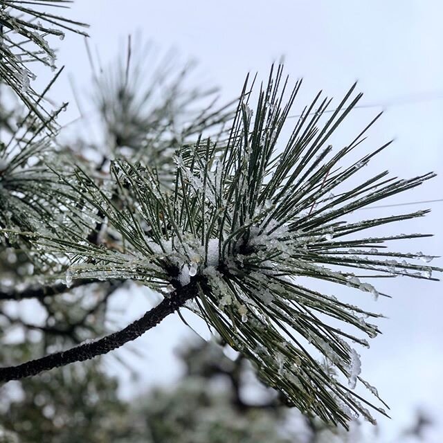 Icy pines.