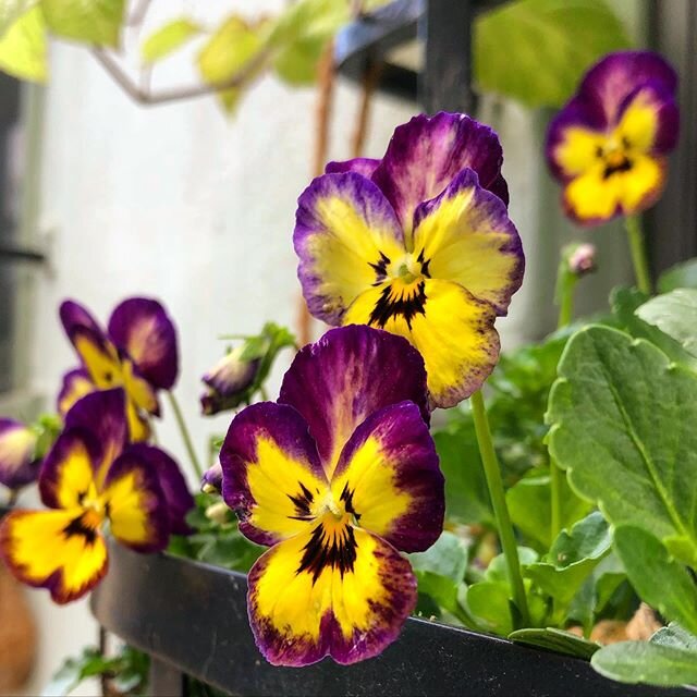 I think my pansies are enjoying this weather even more than I am. Yay for grey, misty skies! 🌸🌸🌸🌥🌥🌥 Interesting fact: You can tell a Pansy from  a viola by the orientation of petals. Pansies have a single downward petal and violas have multiple