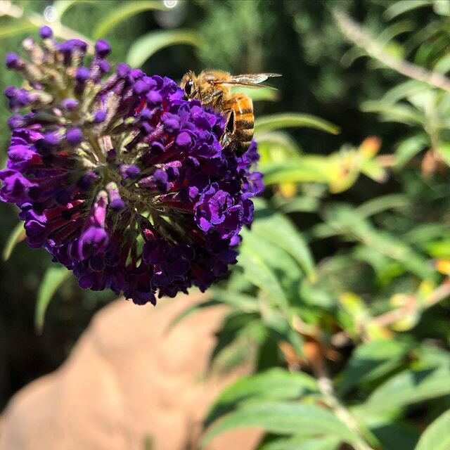 Bee on a Butterfly Bush.