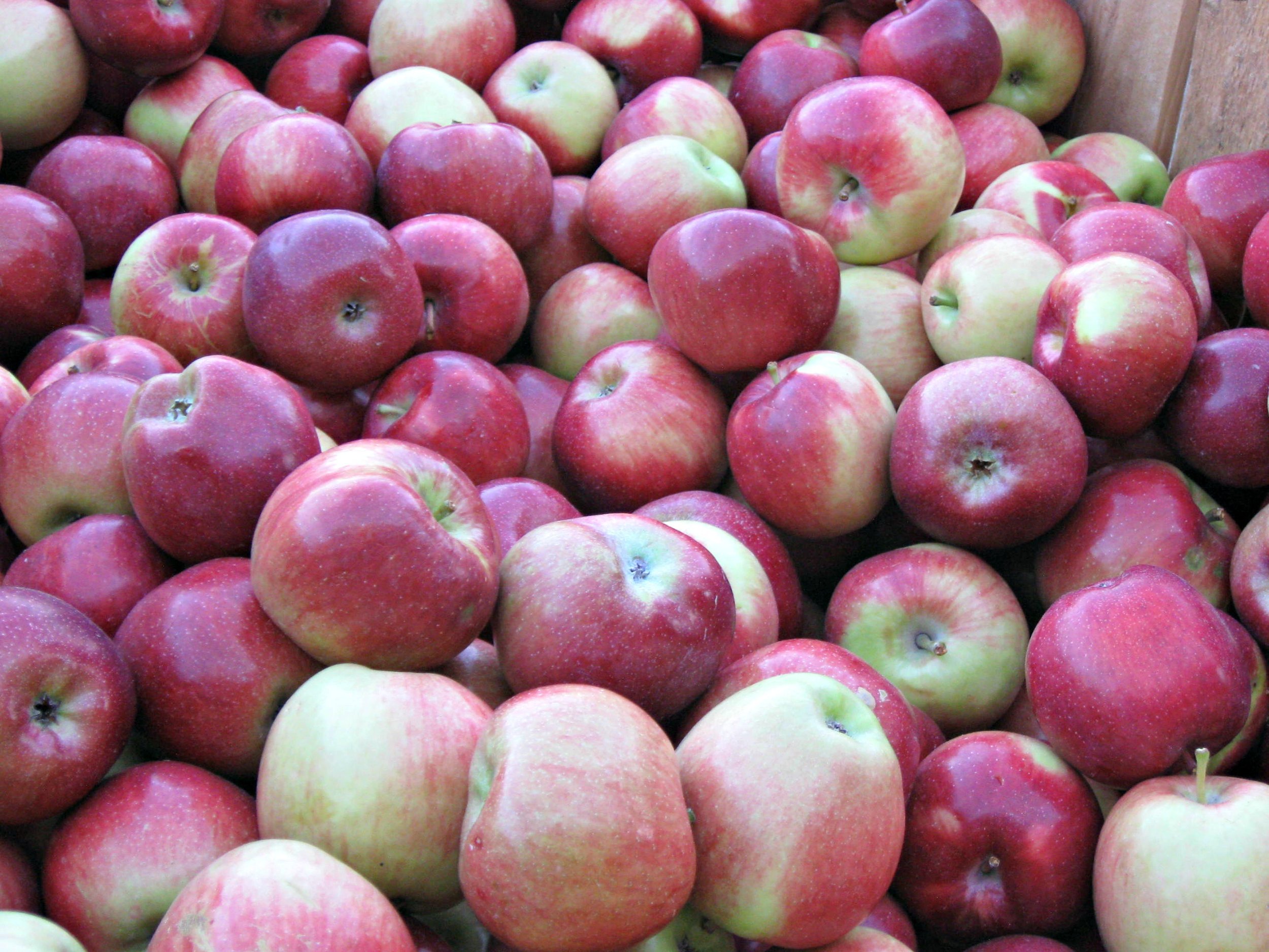 Fishkill Farms Apples.JPG