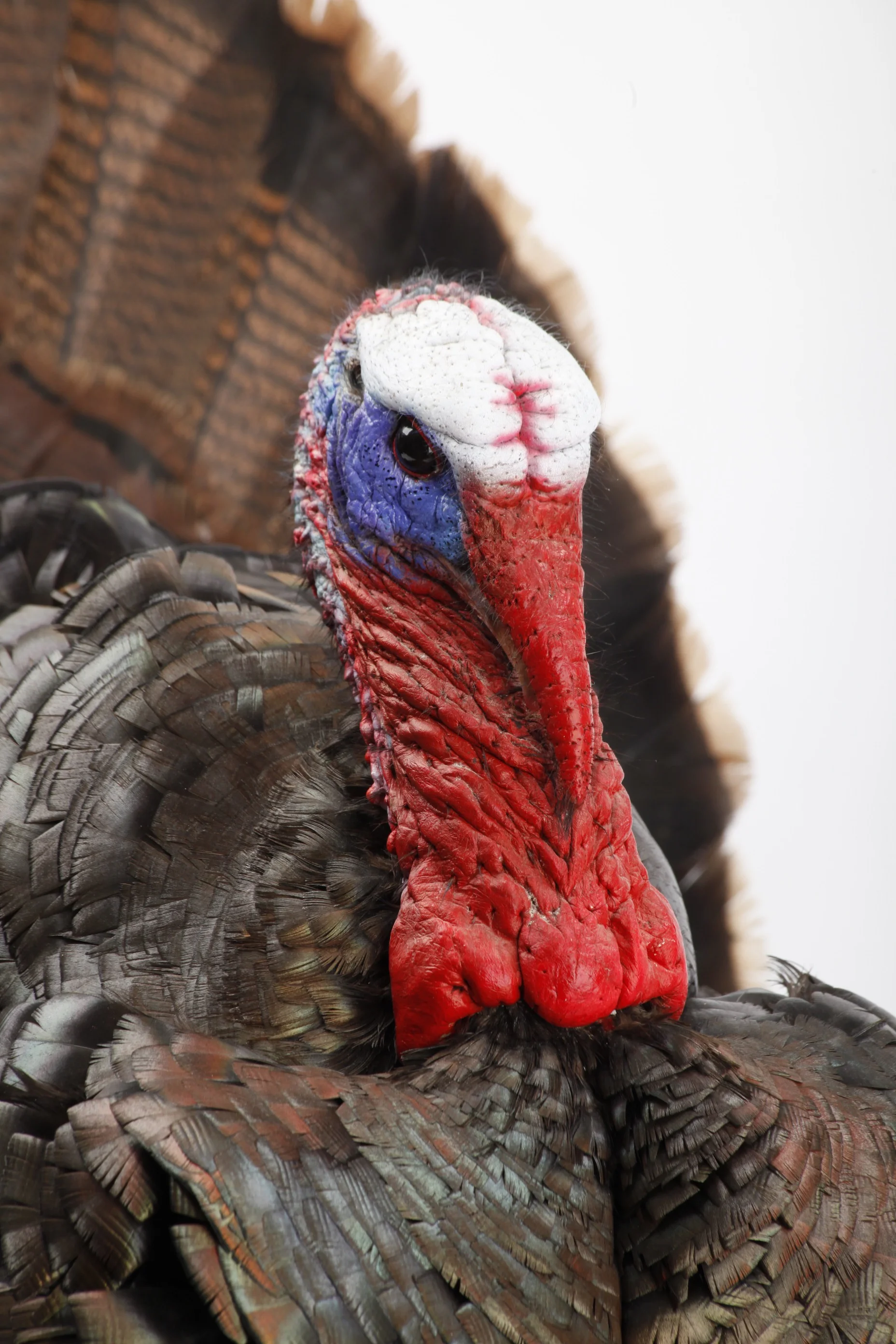 StrutTurkey_Head.jpg