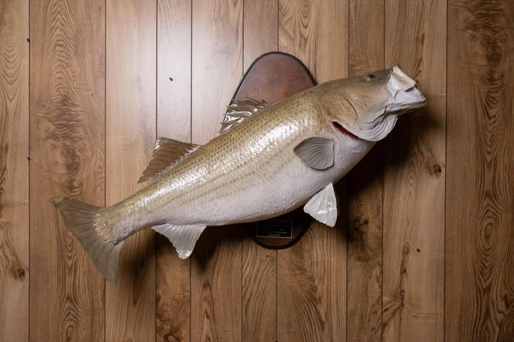 Striped Bass, 32.5 lbs, 40"