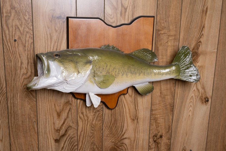Largemouth Bass, 8 lbs, 24", Ohio panel