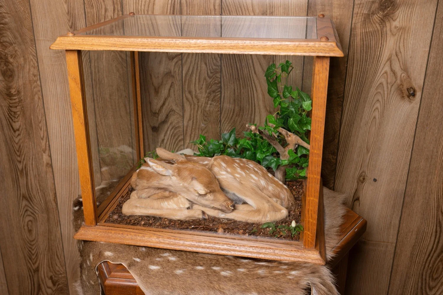 Fawn under glass in habitat case, view 1